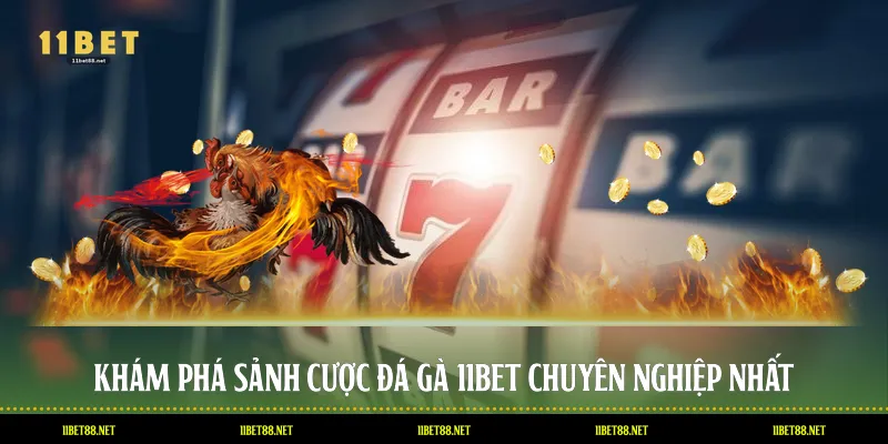 Khám phá sảnh cược đá gà 11BET chuyên nghiệp nhất
