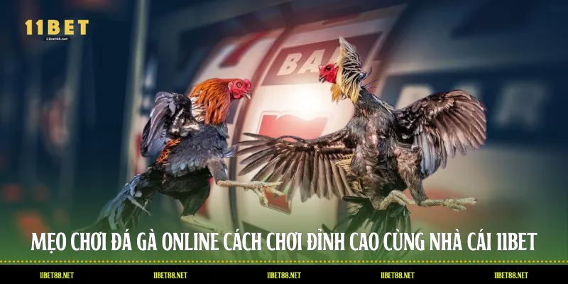 Mẹo Chơi Đá Gà Online: Cách Chơi Đỉnh Cao Cùng Nhà Cái 11BET