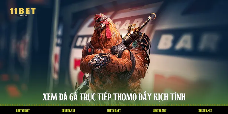 Xem đá gà trực tiếp Thomo đầy kịch tính