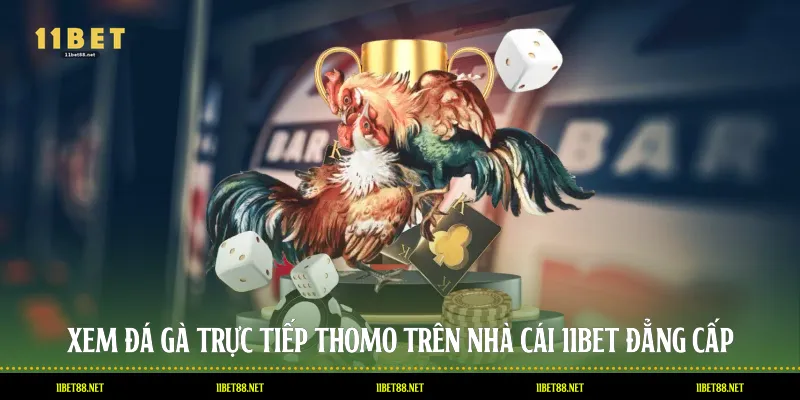 Xem Đá Gà Trực Tiếp Thomo Trên Nhà Cái 11BET Đẳng Cấp
